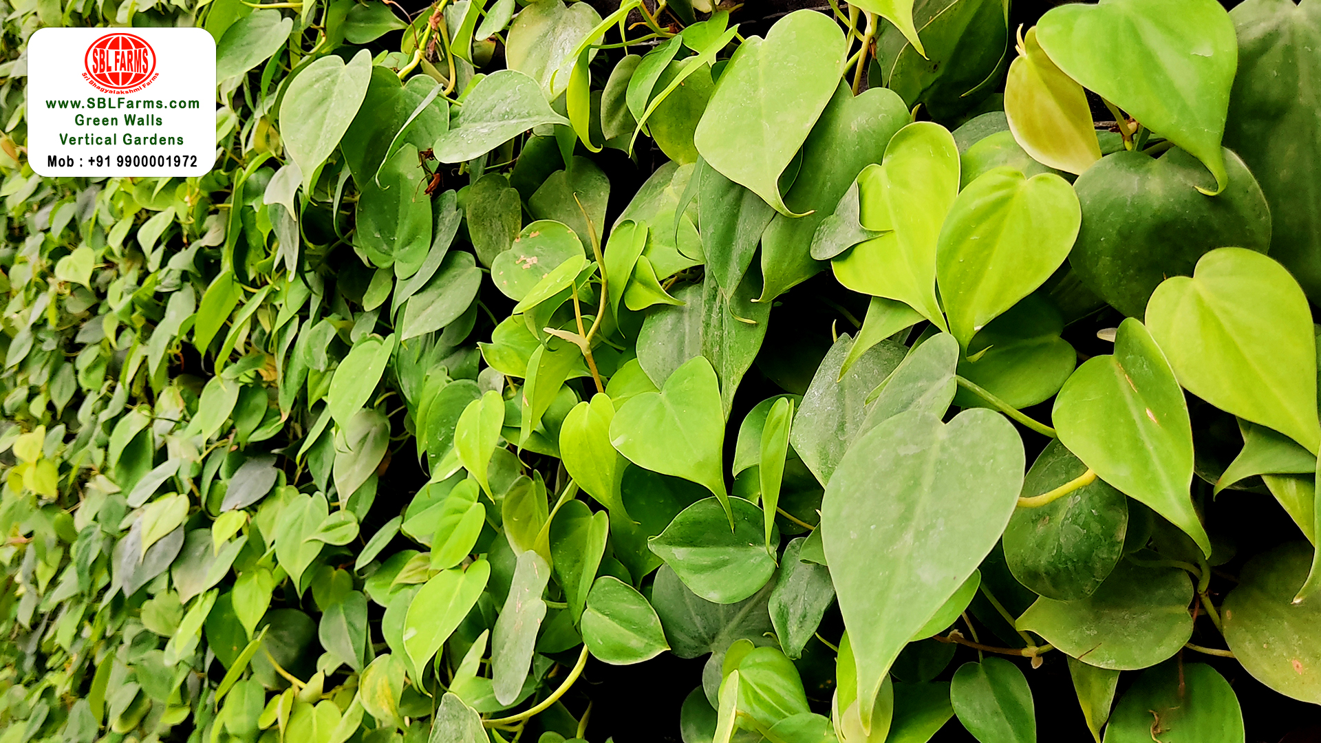 Sbl Farms Green walls and Living walls, Vertical Garden, Bio Curtains,green wall vertical garden design service providers at bangalore,India